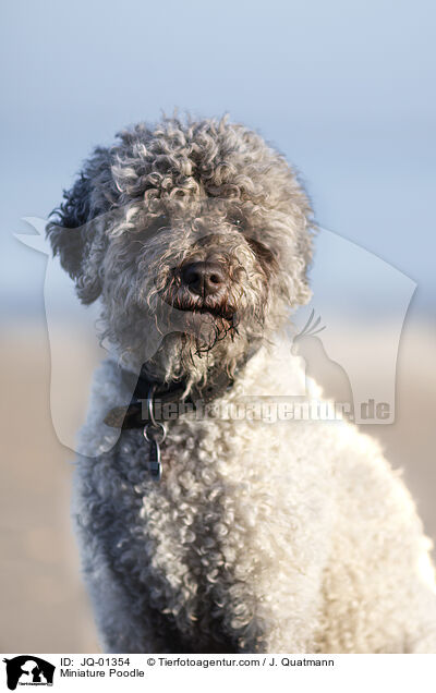 Zwergpudel / Miniature Poodle / JQ-01354