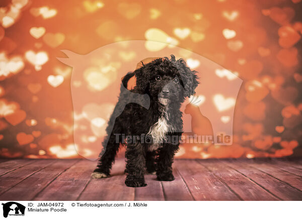 Zwergpudel / Miniature Poodle / JAM-04972