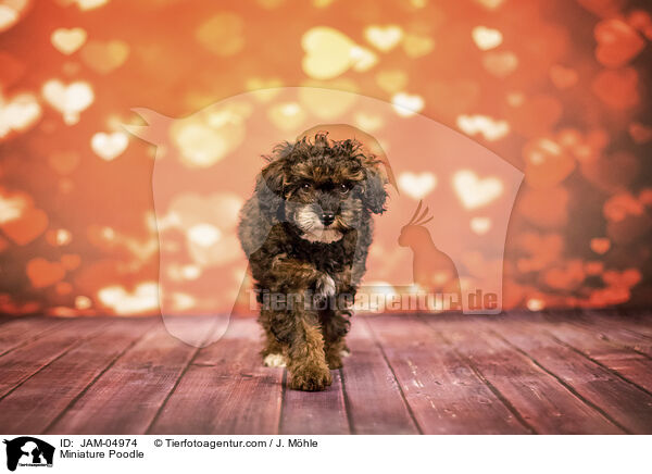 Miniature Poodle / JAM-04974