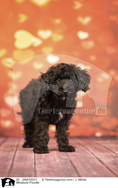 Miniature Poodle / JAM-05031