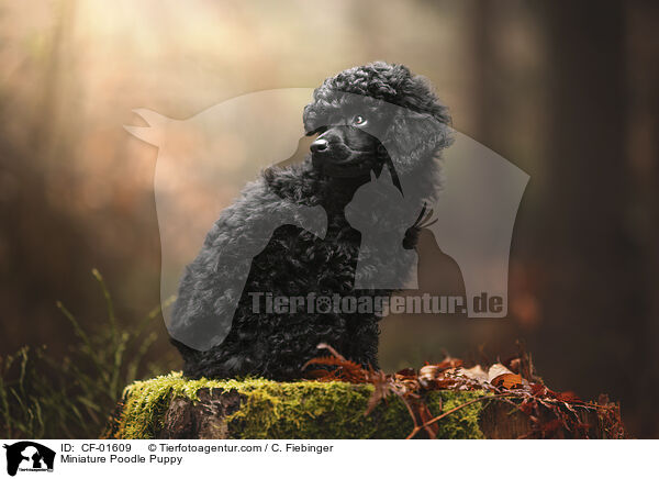 Miniature Poodle Puppy / CF-01609