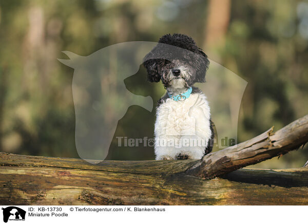 Miniature Poodle / KB-13730