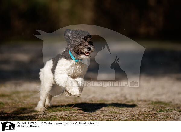 Miniature Poodle / KB-13739
