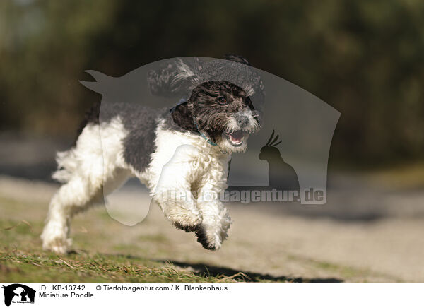 Miniature Poodle / KB-13742