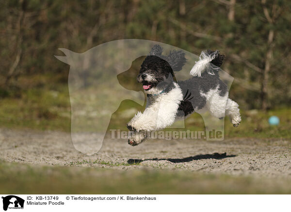 Miniature Poodle / KB-13749