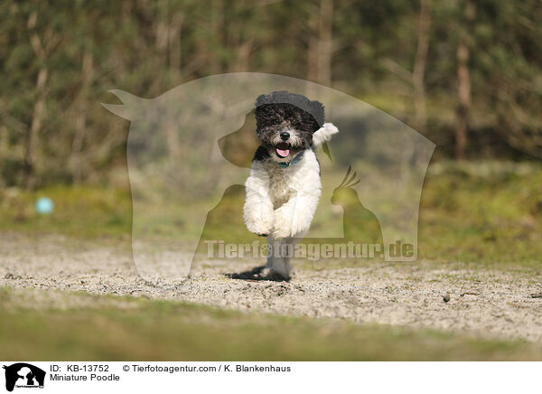 Zwergpudel / Miniature Poodle / KB-13752