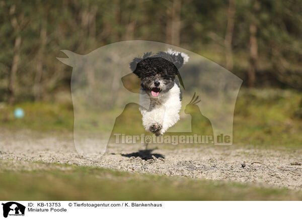Miniature Poodle / KB-13753