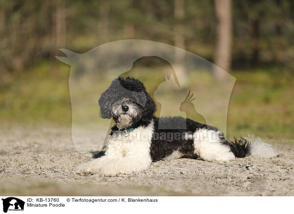 Miniature Poodle / KB-13760