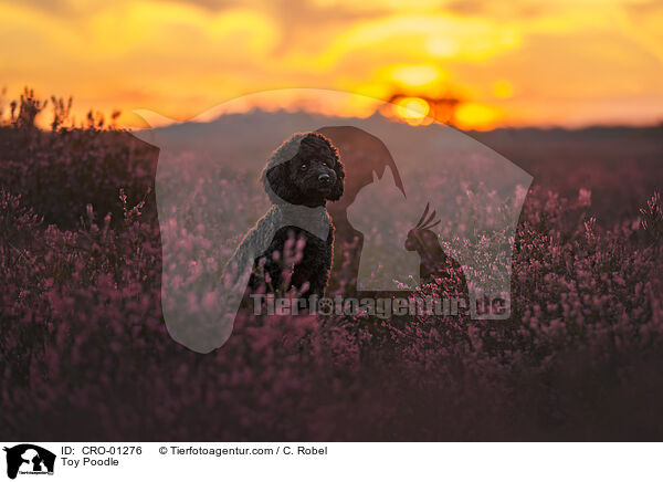 Toy Poodle / CRO-01276