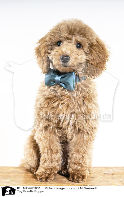 Zwergpudel Welpe / Toy Poodle Puppy / MAW-01831
