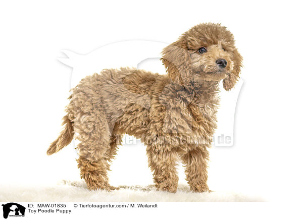 Zwergpudel Welpe / Toy Poodle Puppy / MAW-01835
