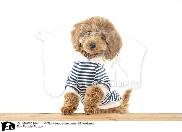 Zwergpudel Welpe / Toy Poodle Puppy / MAW-01841
