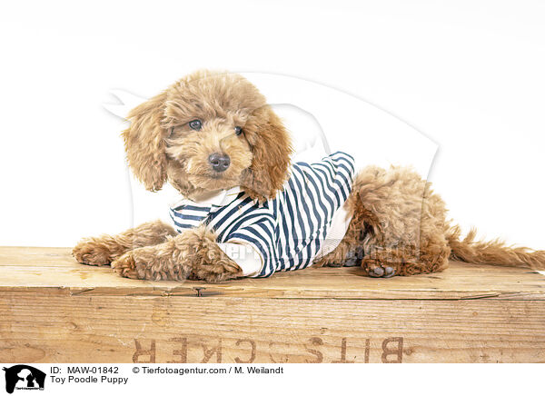 Zwergpudel Welpe / Toy Poodle Puppy / MAW-01842