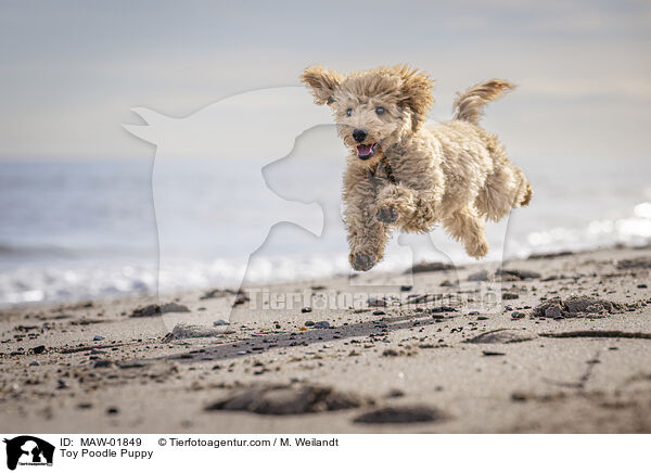 Zwergpudel Welpe / Toy Poodle Puppy / MAW-01849