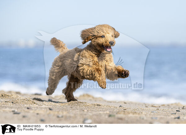 Zwergpudel Welpe / Toy Poodle Puppy / MAW-01853
