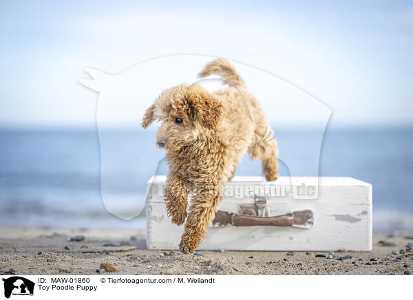 Zwergpudel Welpe / Toy Poodle Puppy / MAW-01860