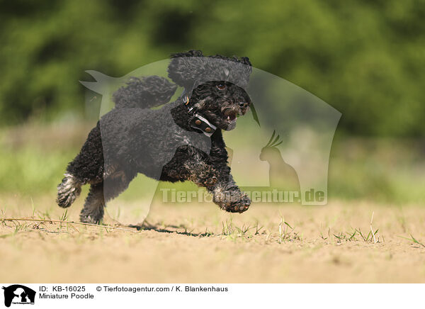 Zwergpudel / Miniature Poodle / KB-16025