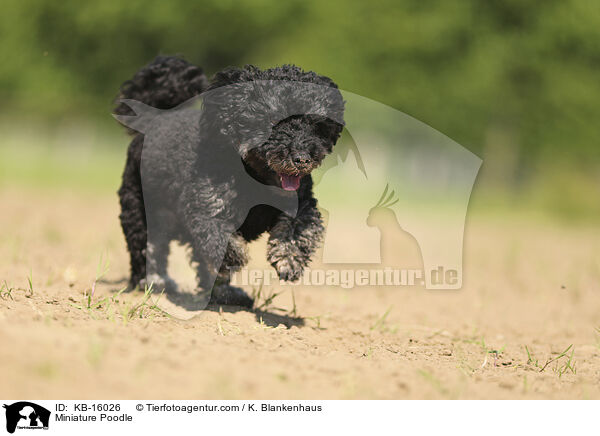 Zwergpudel / Miniature Poodle / KB-16026