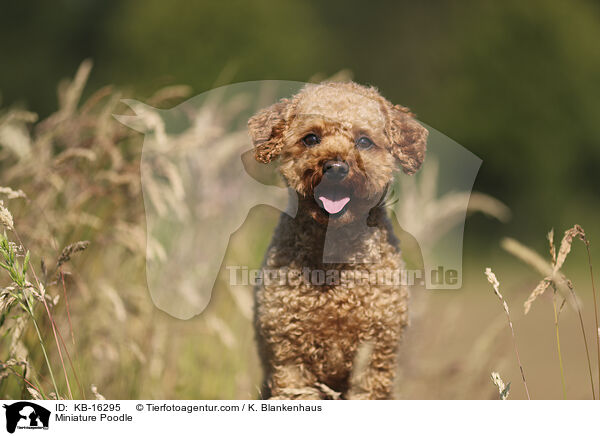 Miniature Poodle / KB-16295