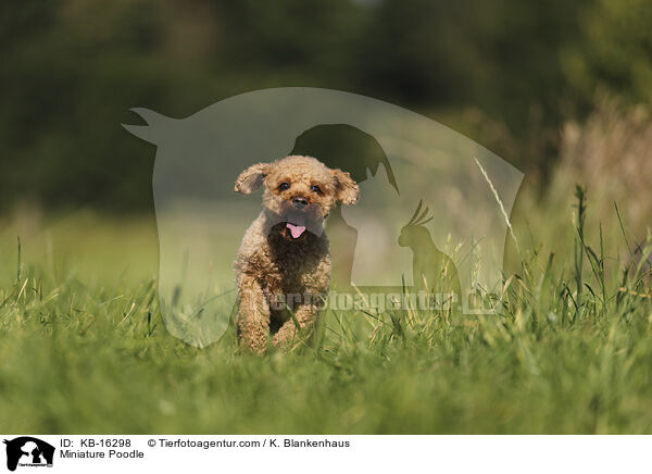 Zwergpudel / Miniature Poodle / KB-16298