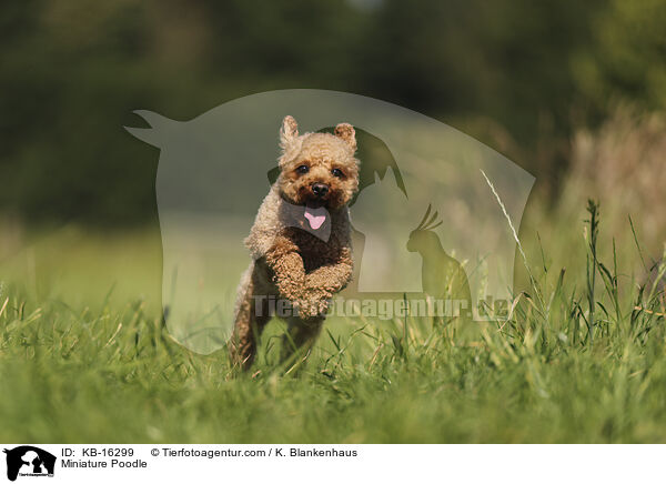 Miniature Poodle / KB-16299