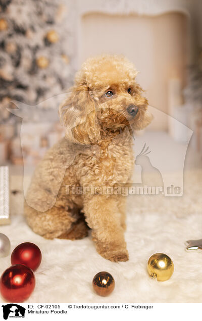 Zwergpudel / Miniature Poodle / CF-02105