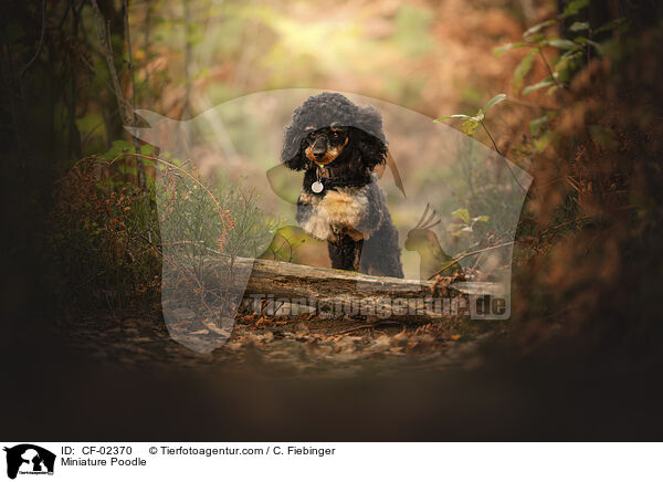 Zwergpudel / Miniature Poodle / CF-02370