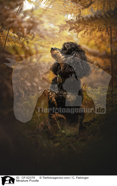 Zwergpudel / Miniature Poodle / CF-02376