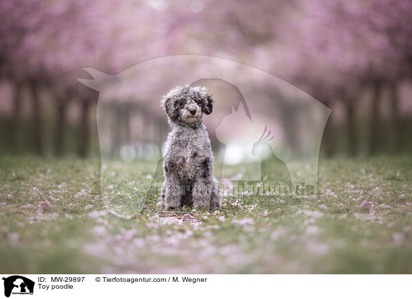 Toy poodle / MW-29897