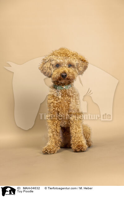 Toy Poodle / MAH-04632