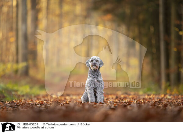 Zwergpudel im Herbst / Miniature poodle at autumn / JEB-03259