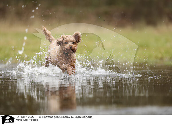 Miniature Poodle / KB-17927