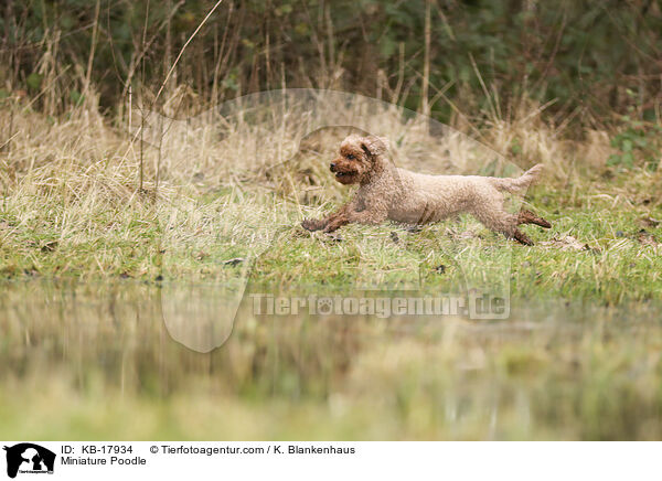 Zwergpudel / Miniature Poodle / KB-17934