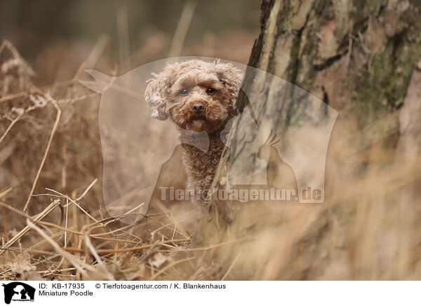 Zwergpudel / Miniature Poodle / KB-17935