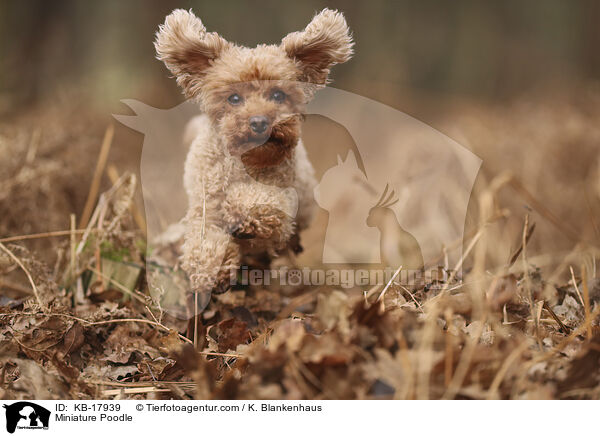 Miniature Poodle / KB-17939