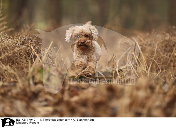 Zwergpudel / Miniature Poodle / KB-17940
