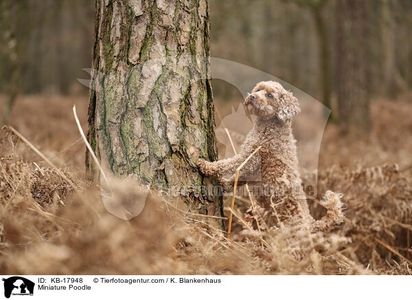 Zwergpudel / Miniature Poodle / KB-17948