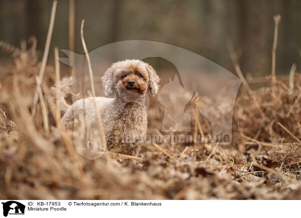 Miniature Poodle / KB-17953