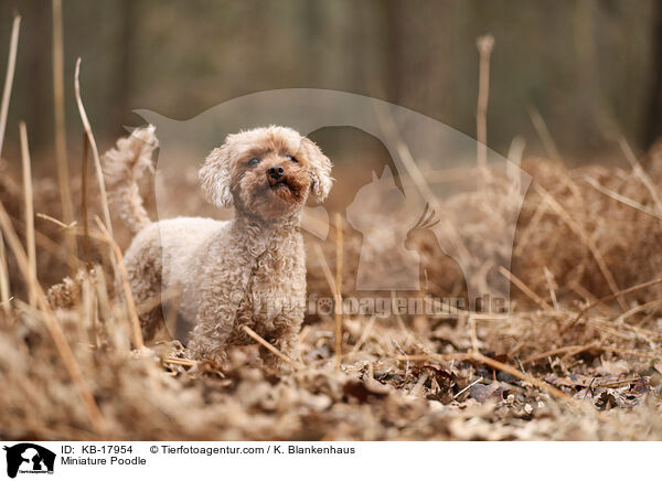 Zwergpudel / Miniature Poodle / KB-17954