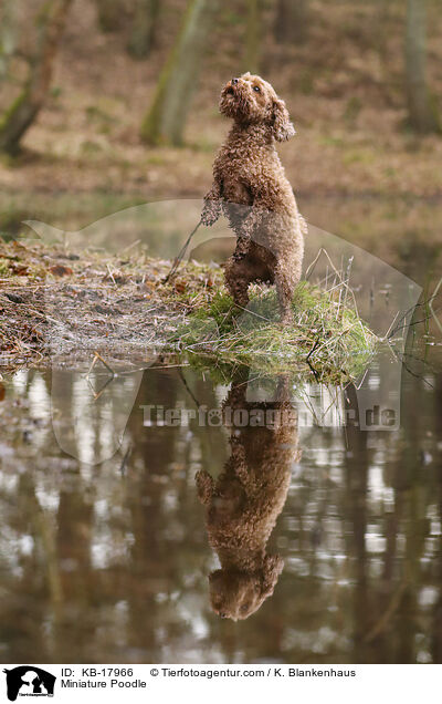 Zwergpudel / Miniature Poodle / KB-17966