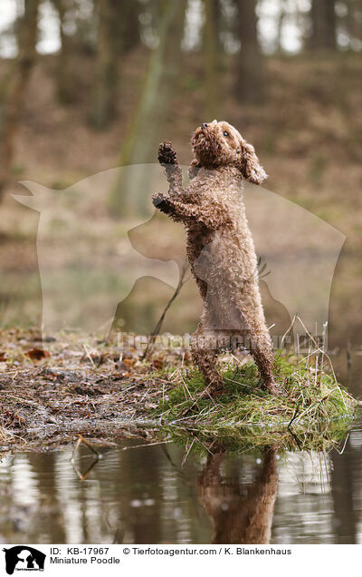 Zwergpudel / Miniature Poodle / KB-17967