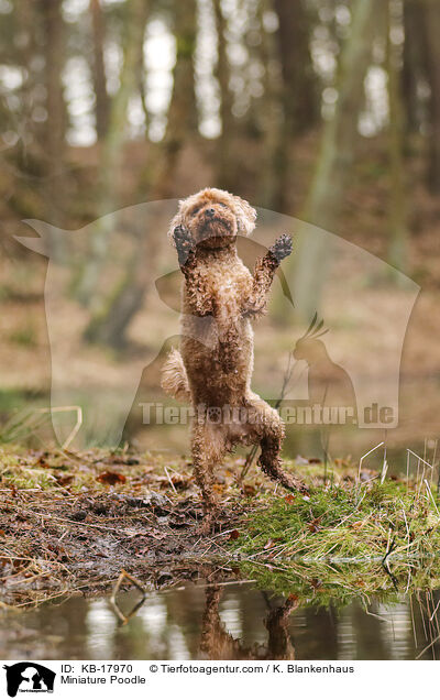 Miniature Poodle / KB-17970