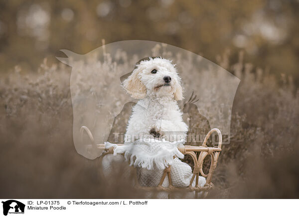 Zwergpudel / Miniature Poodle / LP-01375