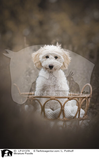 Zwergpudel / Miniature Poodle / LP-01376