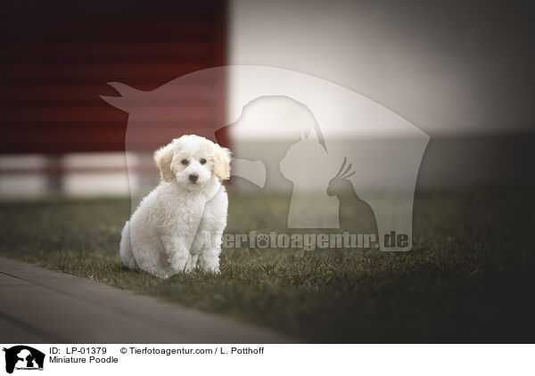 Zwergpudel / Miniature Poodle / LP-01379