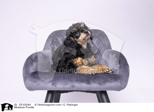 Zwergpudel / Miniature Poodle / CF-03549