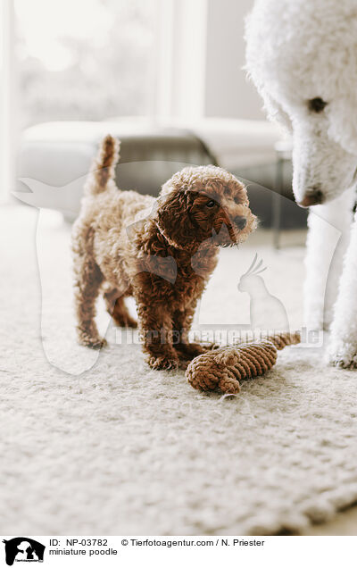 Zwergpudel / miniature poodle / NP-03782