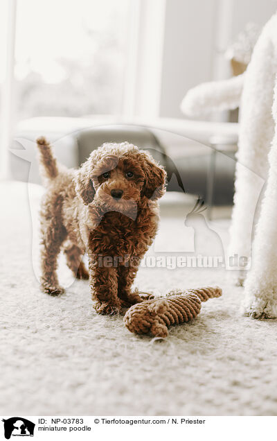 Zwergpudel / miniature poodle / NP-03783