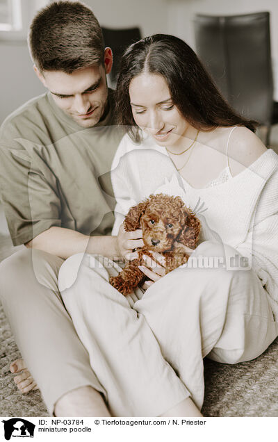 Zwergpudel / miniature poodle / NP-03784