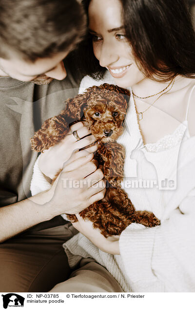 Zwergpudel / miniature poodle / NP-03785